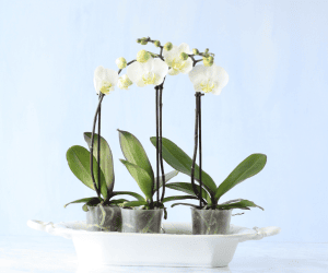 epiphytic orchids - Phalaenopsis