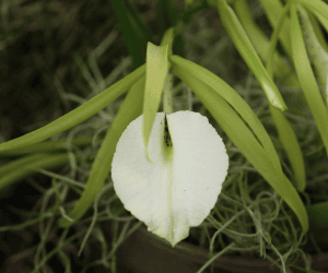 epiphytic orchids - brassavola