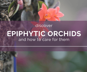 epiphytic orchids - care