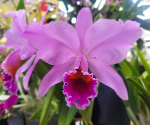 epiphytic orchids - cattleya