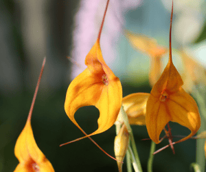 epiphytic orchids - masdevallia