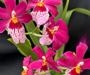 epiphytic orchids - miltonia