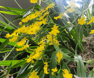 epiphytic orchids -oncidium