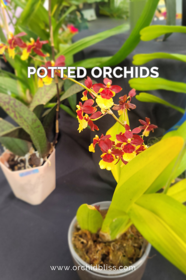 epiphytic orchids - potted