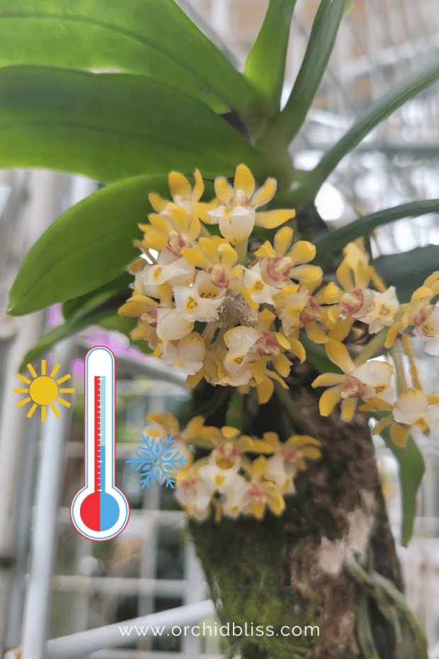 epiphytic orchids - temperature