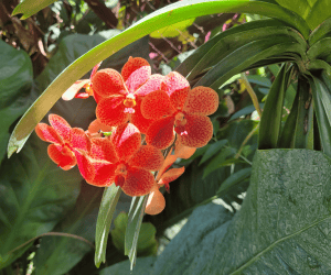 epiphytic orchids - vanda