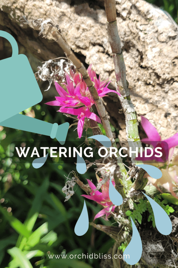 epiphytic orchids - watering