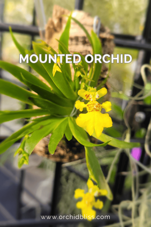 mounted oncidium orchid - epiphytic