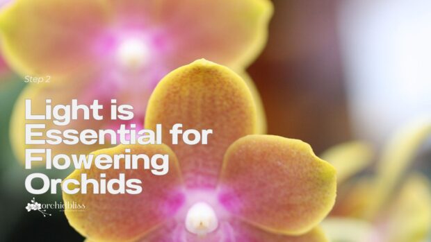Light Is Essential to Bloom Orchids